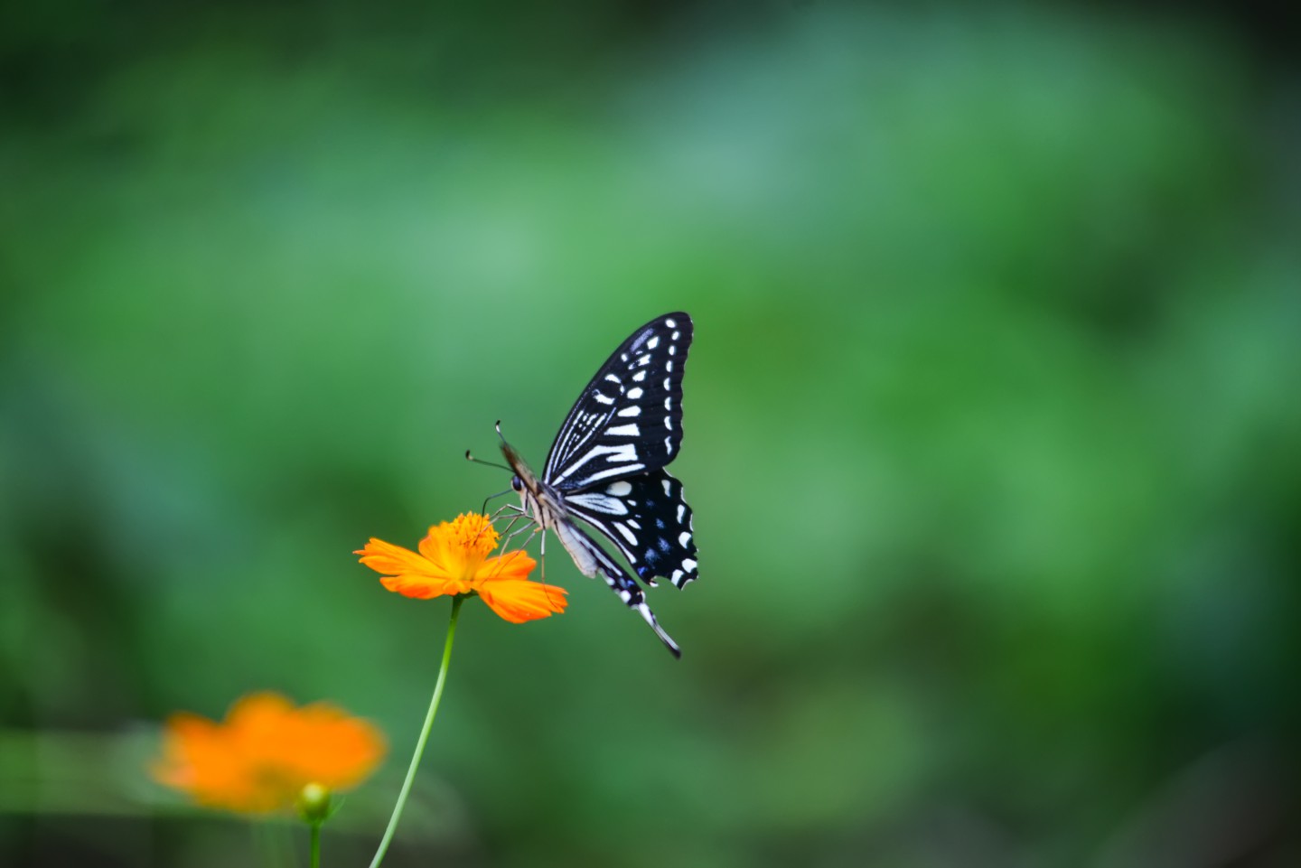 Photographie d'un papillon en haute définition.