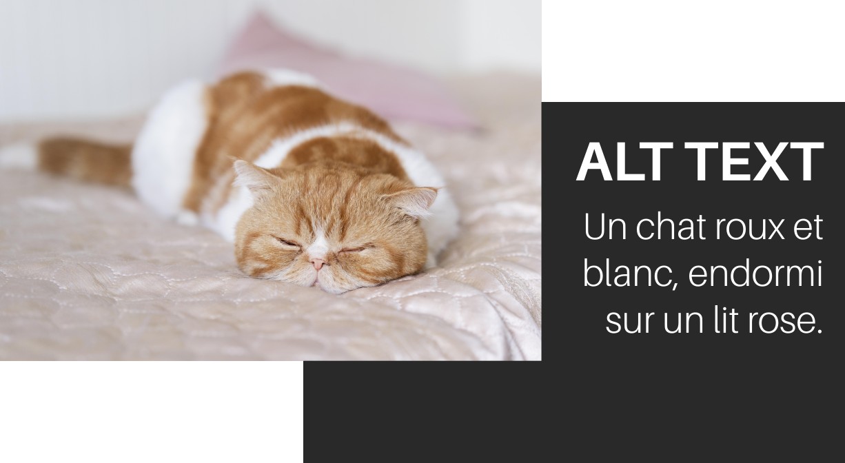 Photographie montrant un chat roux et blanc, endormi sur un lit rose, avec le texte alternatif à côté. 